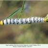 zegris eupheme final2
